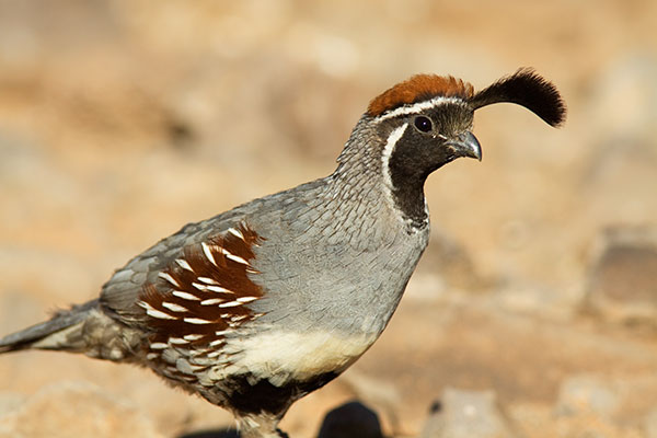 Gambel's Quail Callipepla gambelii