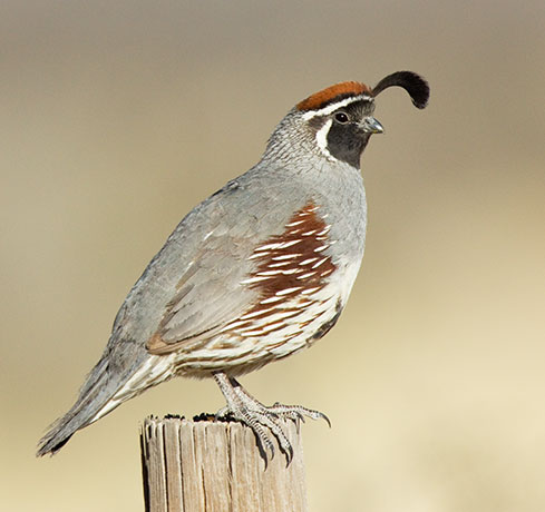 Gambel's Quail Callipepla gambelii