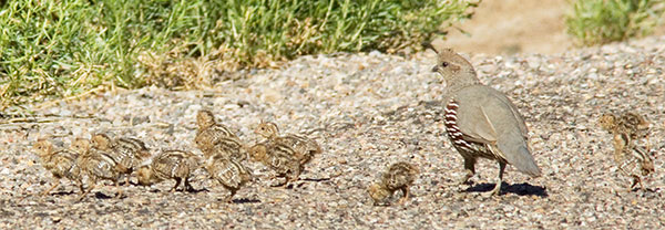Gambel's Quail Callipepla gambelii