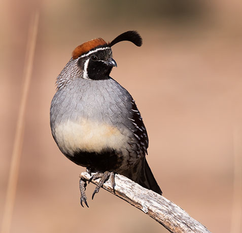 Gambel's Quail Callipepla gambelii