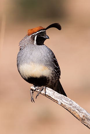 Gambel's Quail Callipepla gambelii