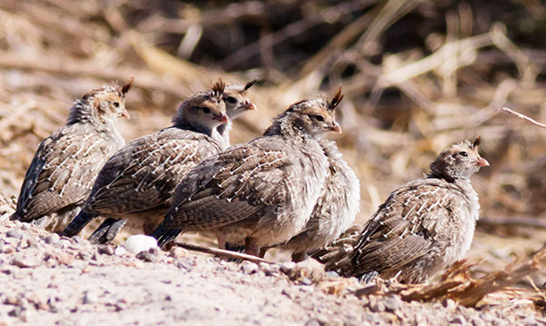 Gambel's Quail Callipepla gambelii
