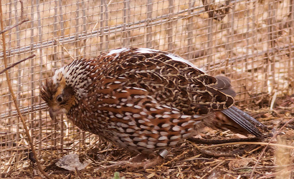 Masked Bobwhite Quail Colinas virginianus ridgewayi