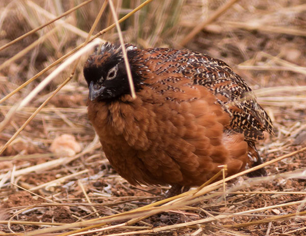 Masked Bobwhite Quail Colinas virginianus ridgewayi