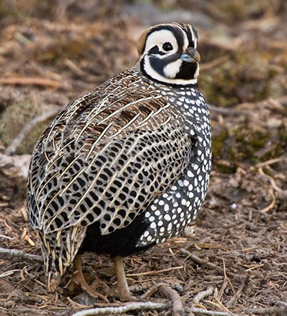 Montezuma Quail Cyrtonyx montezumae (Mearns', Fool's, Harlequin)