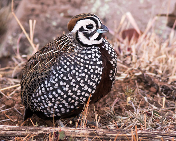 Montezuma Quail Cyrtonyx montezumae (Mearns', Fool's, Harlequin)