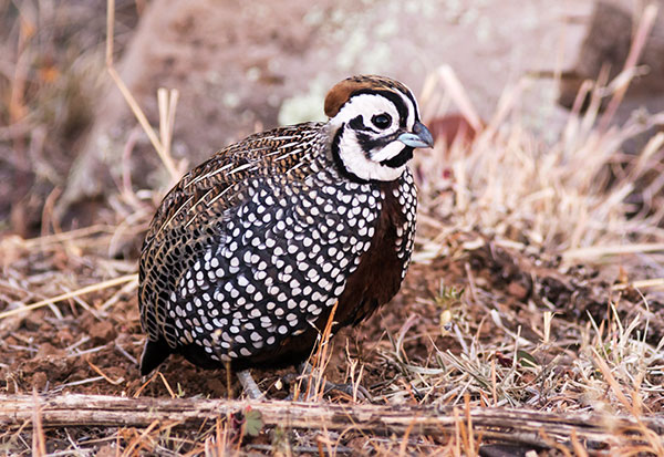 Montezuma Quail Cyrtonyx montezumae (Mearns', Fool's, Harlequin)