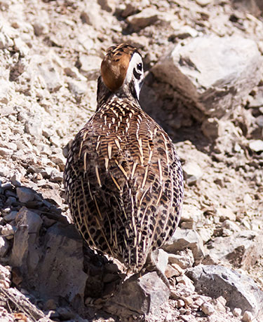 Montezuma Quail Cyrtonyx montezumae (Mearns', Fool's, Harlequin)
