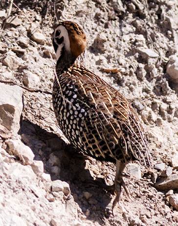 Montezuma Quail Cyrtonyx montezumae (Mearns', Fool's, Harlequin)