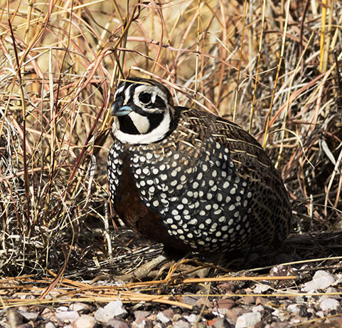 Montezuma Quail Cyrtonyx montezumae (Mearns', Fool's, Harlequin)