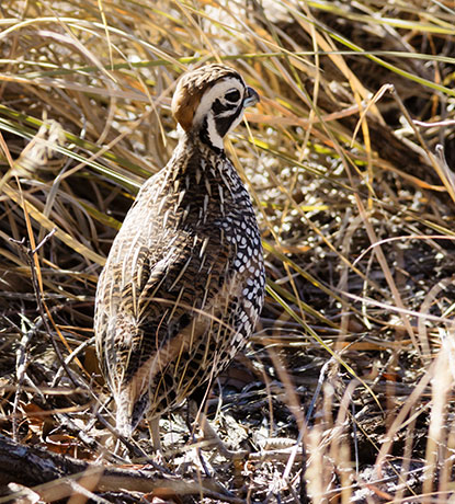 Montezuma Quail Cyrtonyx montezumae (Mearns', Fool's, Harlequin)