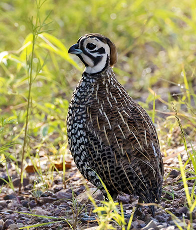 Montezuma Quail Cyrtonyx montezumae (Mearns', Fool's, Harlequin)
