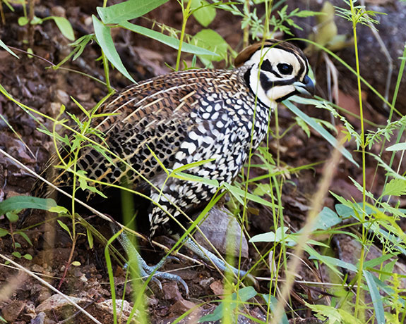Montezuma Quail Cyrtonyx montezumae (Mearns', Fool's, Harlequin)