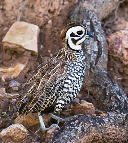 Montezuma Quail Cyrtonyx montezumae (Mearns', Fool's, Harlequin)
