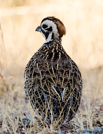 Montezuma Quail Cyrtonyx montezumae (Mearns', Fool's, Harlequin)