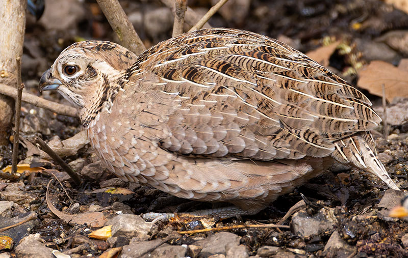 Montezuma Quail Cyrtonyx montezumae (Mearns', Fool's, Harlequin)