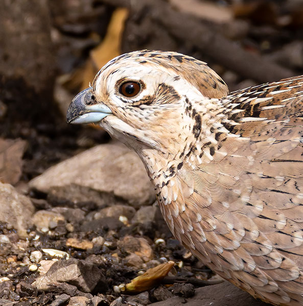 Montezuma Quail Cyrtonyx montezumae (Mearns', Fool's, Harlequin)