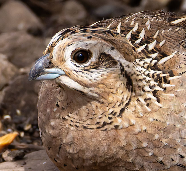 Montezuma Quail Cyrtonyx montezumae (Mearns', Fool's, Harlequin)