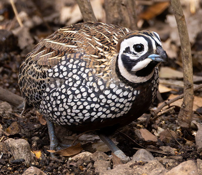 Montezuma Quail Cyrtonyx montezumae (Mearns', Fool's, Harlequin)