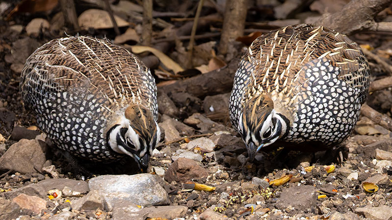 Montezuma Quail Cyrtonyx montezumae (Mearns', Fool's, Harlequin)