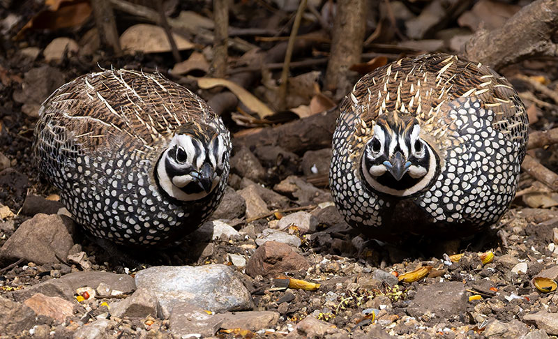 Montezuma Quail Cyrtonyx montezumae (Mearns', Fool's, Harlequin)