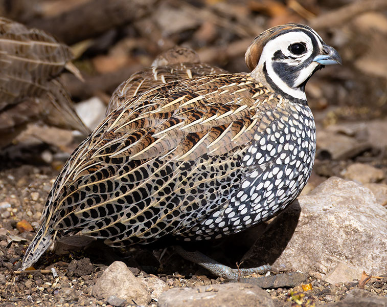 Montezuma Quail Cyrtonyx montezumae (Mearns', Fool's, Harlequin)