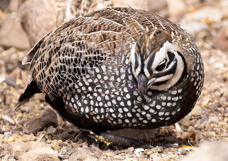 Montezuma Quail Cyrtonyx montezumae (Mearns', Fool's, Harlequin)