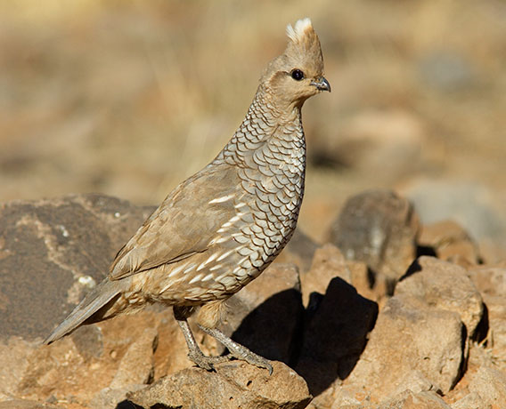 Scaled Quail Callipepla squamata
