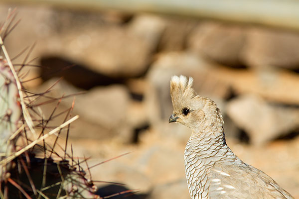 Scaled Quail Callipepla squamata