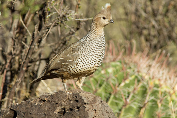 Scaled Quail Callipepla squamata