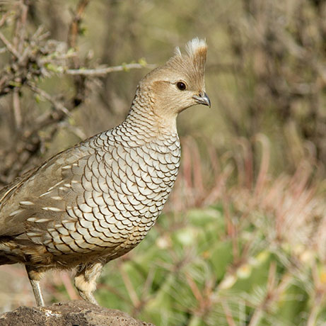 Scaled Quail Callipepla squamata