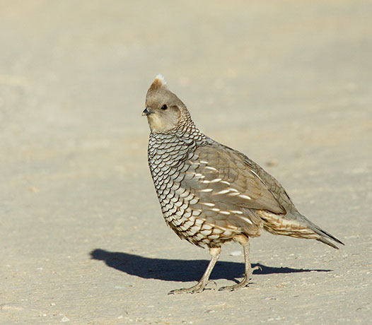 Scaled Quail Callipepla squamata