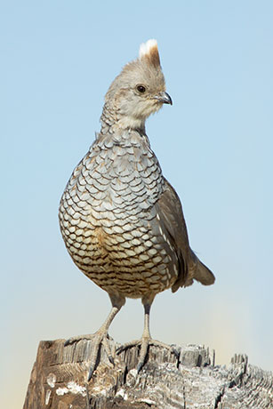 Scaled Quail Callipepla squamata