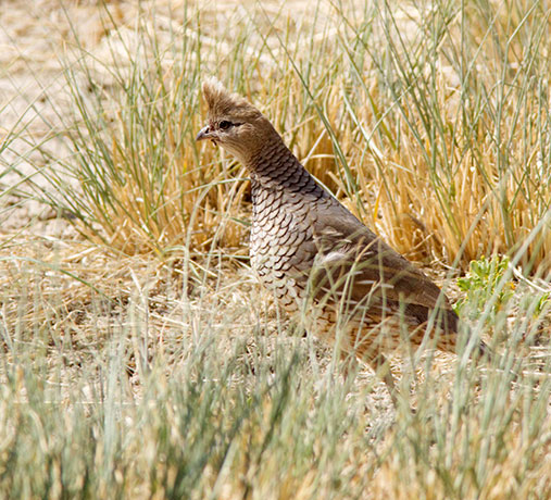 Scaled Quail Callipepla squamata