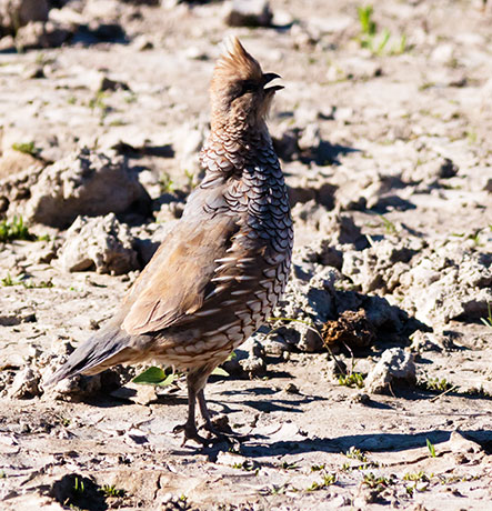 Scaled Quail Callipepla squamata