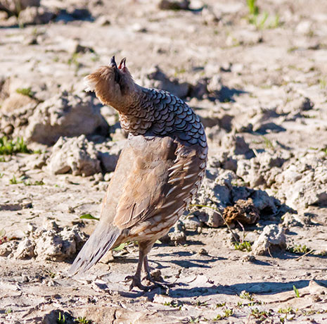 Scaled Quail Callipepla squamata