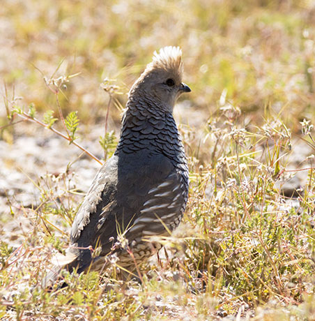 Scaled Quail Callipepla squamata