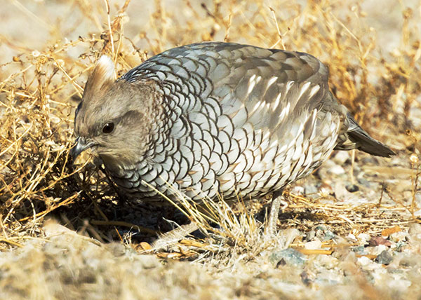 Scaled Quail Callipepla squamata