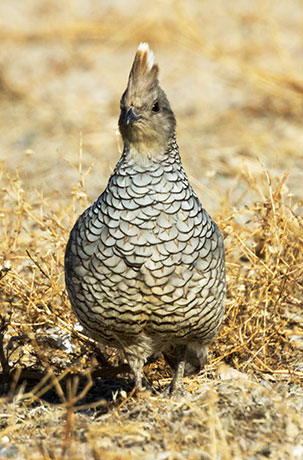 Scaled Quail Callipepla squamata