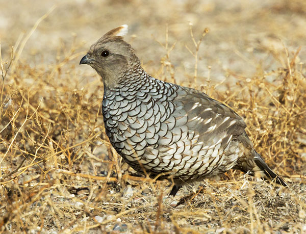 Scaled Quail Callipepla squamata
