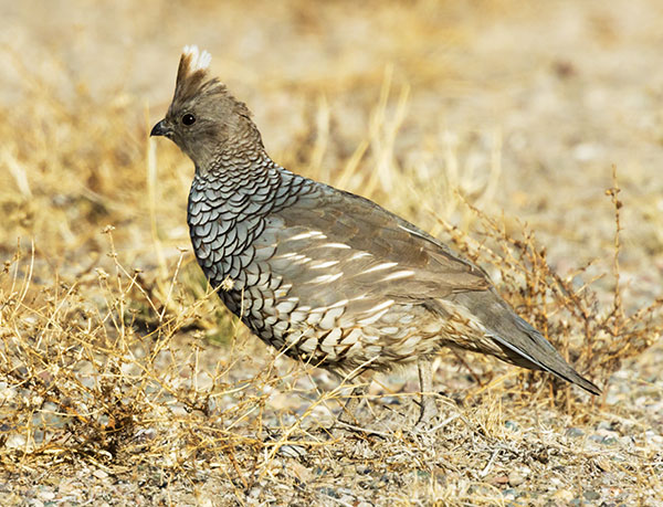 Scaled Quail Callipepla squamata