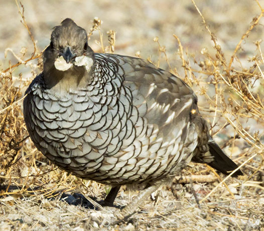 Scaled Quail Callipepla squamata