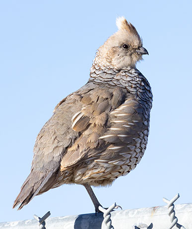 Scaled Quail Callipepla squamata