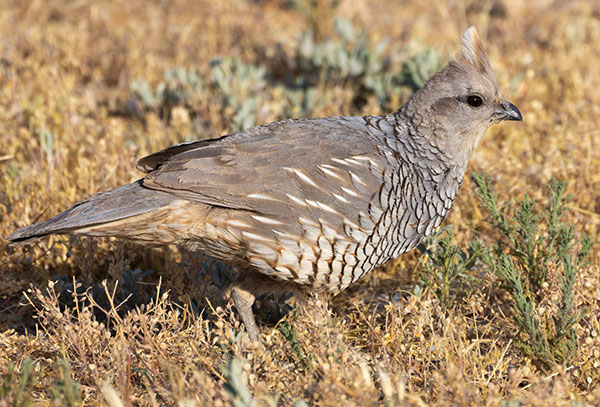 Scaled Quail Callipepla squamata