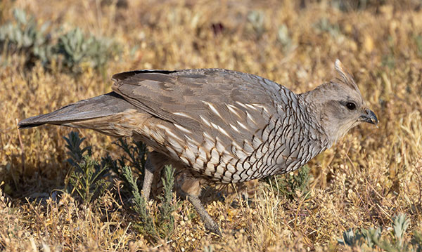 Scaled Quail Callipepla squamata