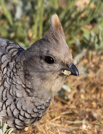 Scaled Quail Callipepla squamata