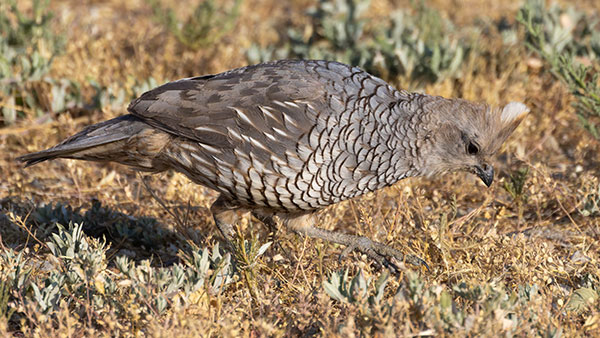 Scaled Quail Callipepla squamata