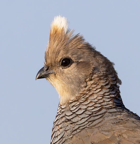 Scaled Quail Callipepla squamata