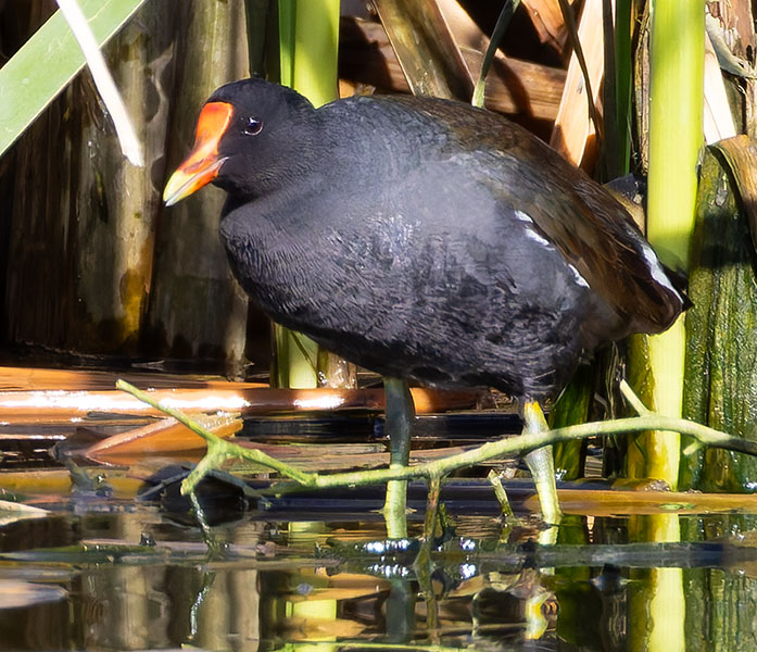 Common Gallinule Gallinula galeata (formerly Common Moorhen Gallinula chloropus)
