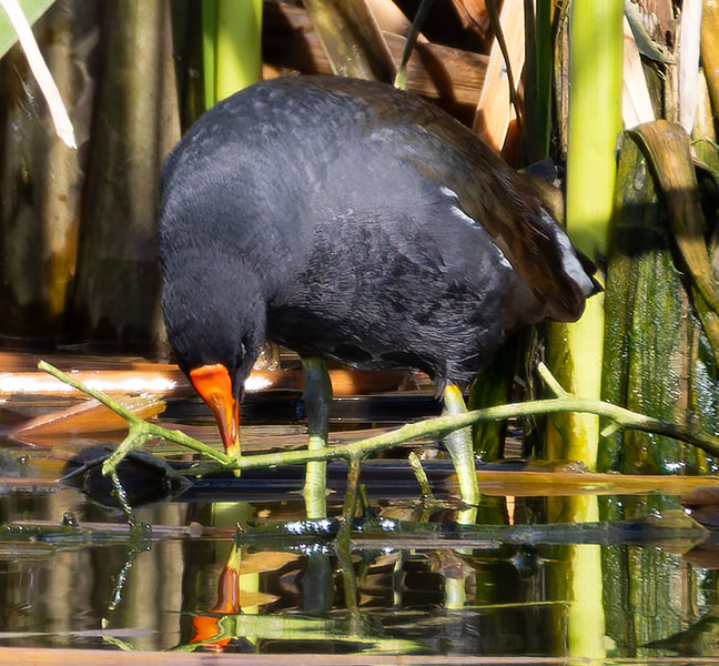 Common Gallinule Gallinula galeata (formerly Common Moorhen Gallinula chloropus)